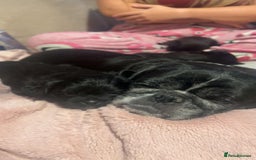 Mixed Breed dogs for sale: Pug cross shitzhu female puppies - Image 1