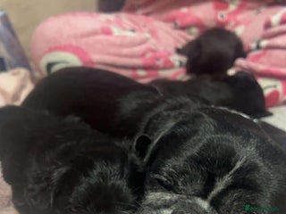 Mixed Breed dogs - Advert 1