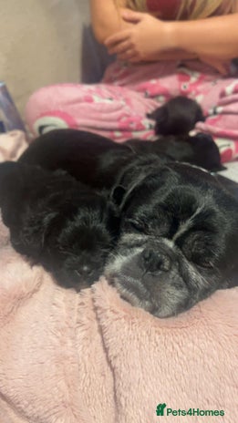 Mixed Breed dogs - Advert 11