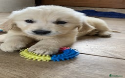 Golden Retriever dogs for sale: K. C stunning Puppies  - Image 10