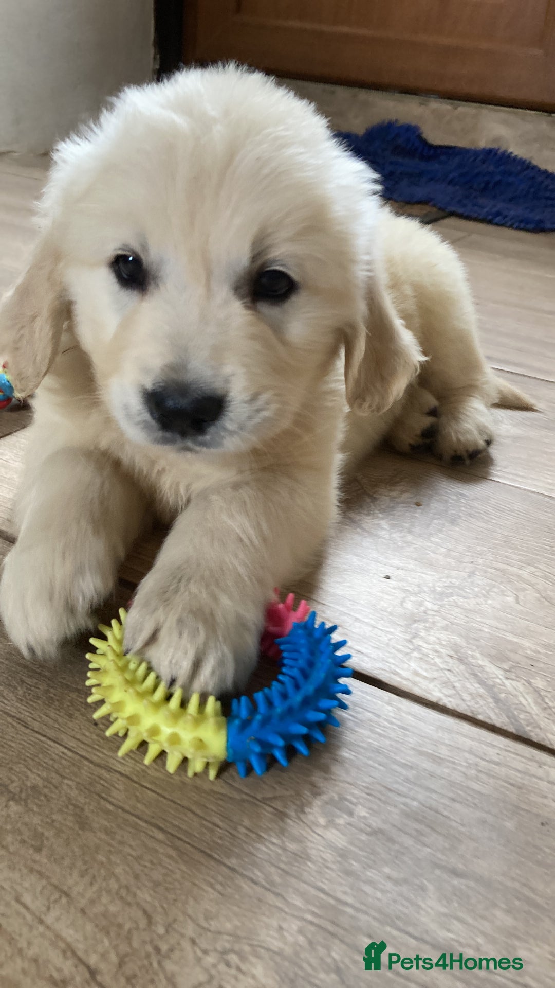 Golden Retriever dogs for sale: K. C stunning Puppies  - Image 10