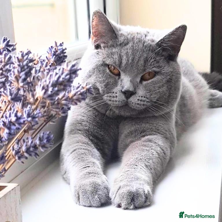 British Shorthair cats Your 6 Year Old Teddy-Bear Companion & Big Heart - Advert 1