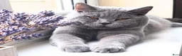 British Shorthair cats for sale: Your 6 Year Old Teddy-Bear Companion & Big Heart - Advert 1