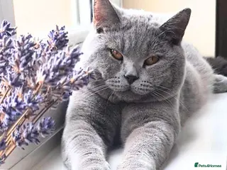 British Shorthair cats Your 6 Year Old Teddy-Bear Companion & Big Heart - Advert 5