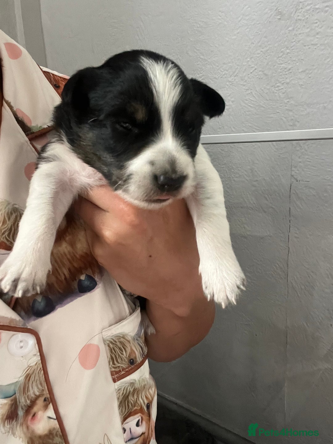 Border Collie dogs for sale: Border collie puppies  - Image 7