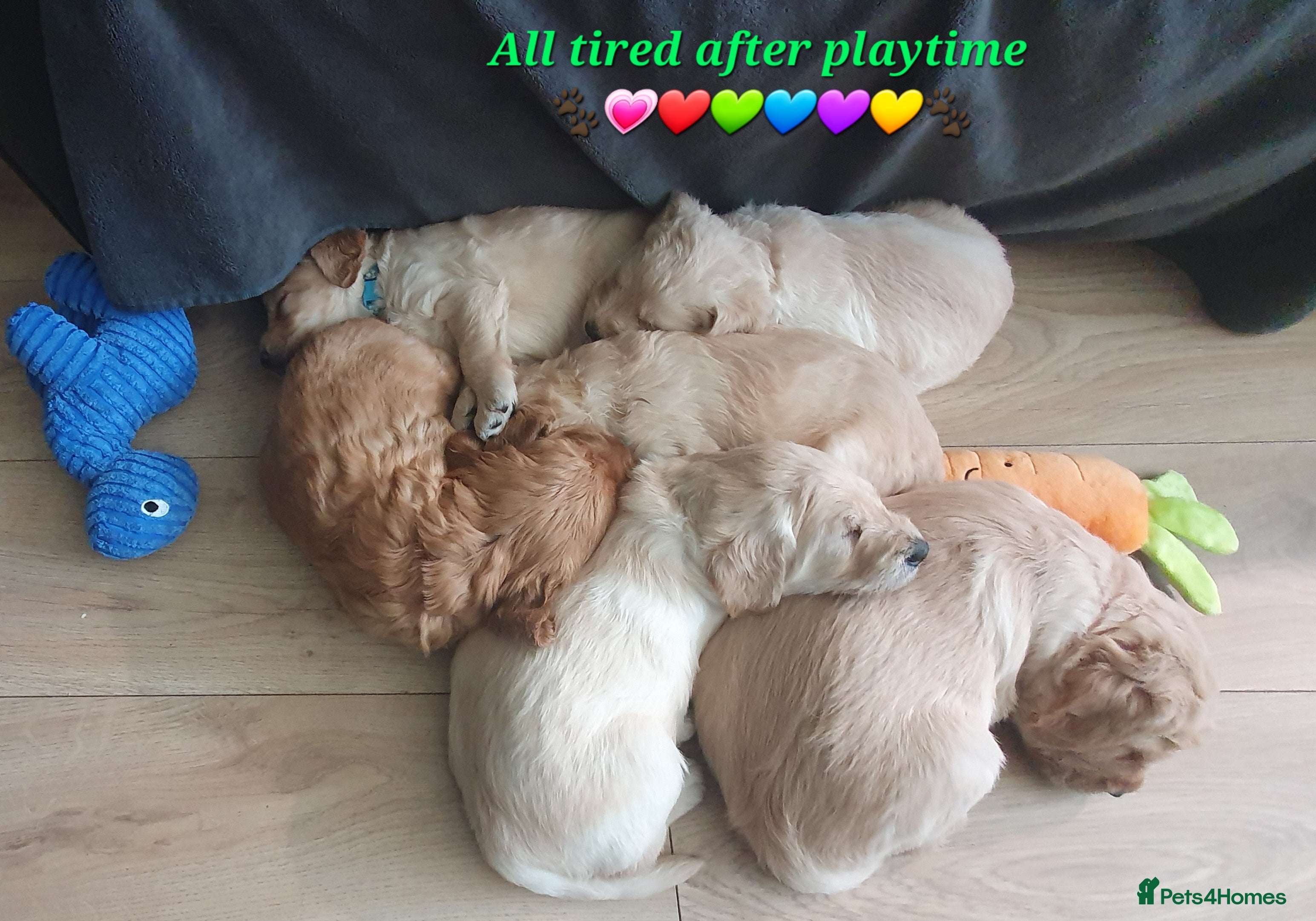 Double Doodle dogs Goldendoodle/Labradoodle  - Advert 3