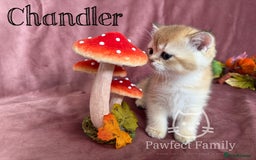 British Shorthair cats for sale: LAST ONE - Show Quality Kittens - Image 7
