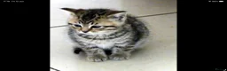 Mixed Breed cats for sale: Adorable Ragdoll x Maine Coon mix kittens  - Advert 3