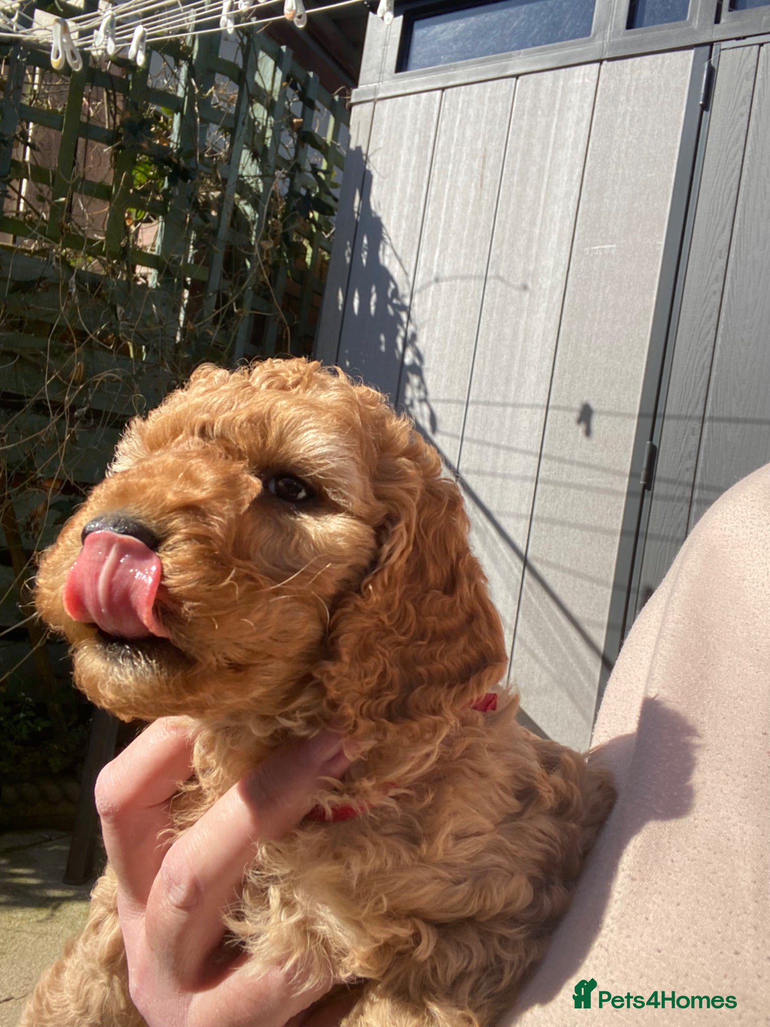 Cockapoo dogs REDUCED Last Cockapoo Puppy (Toy-Miniature) - Advert 2