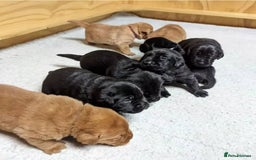 Labrador Retriever dogs for sale: Gentle KC REG Labrador Puppies - Image 4