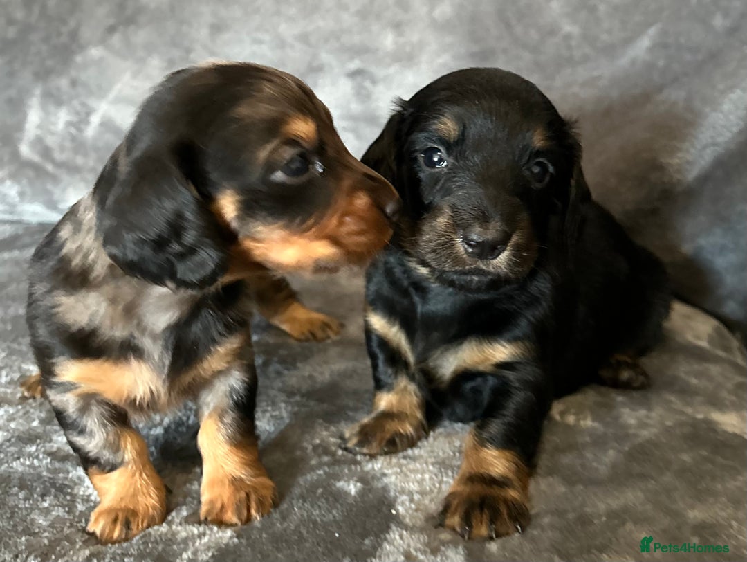 Dachshund dogs for stud: QUALITY KC REG STANDARD SMOOTH DACHSHUND  in Lancaster - Image 5