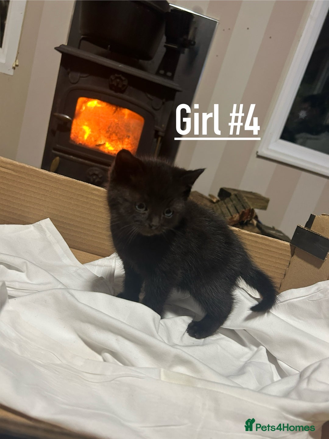 Mixed Breed cats for sale: 6 kittens for sale - Ready 16th December  - Advert 7
