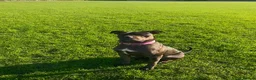 Mixed Breed dogs for sale: 2 year old cali  in Gloucester - Advert 3