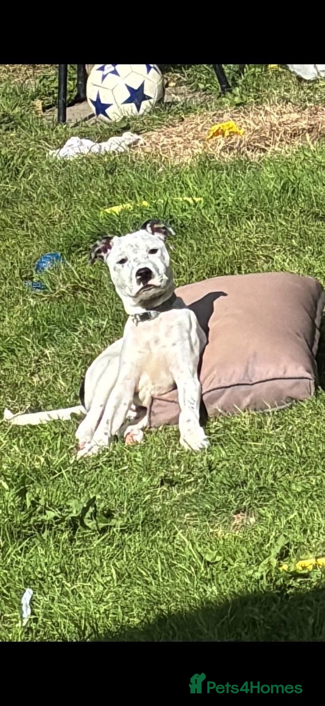 Mixed Breed dogs for sale: Staffie for rehoming through no fault of his own  in Hull - Advert 2