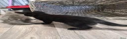 Mixed Breed cats for sale: Kittens  - Advert 9
