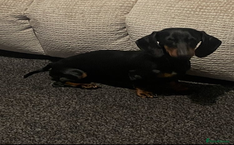 Miniature Dachshund dogs - Advert 11