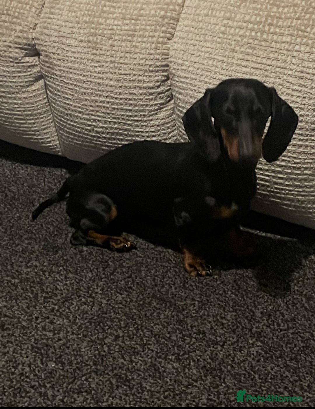 Miniature Dachshund dogs for sale: Miniature dachshund 9 month old - Image 1