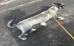 Schnauzer dogs for sale: SOLD - 14mo female P/S Standard Schnauzer - Advert 10