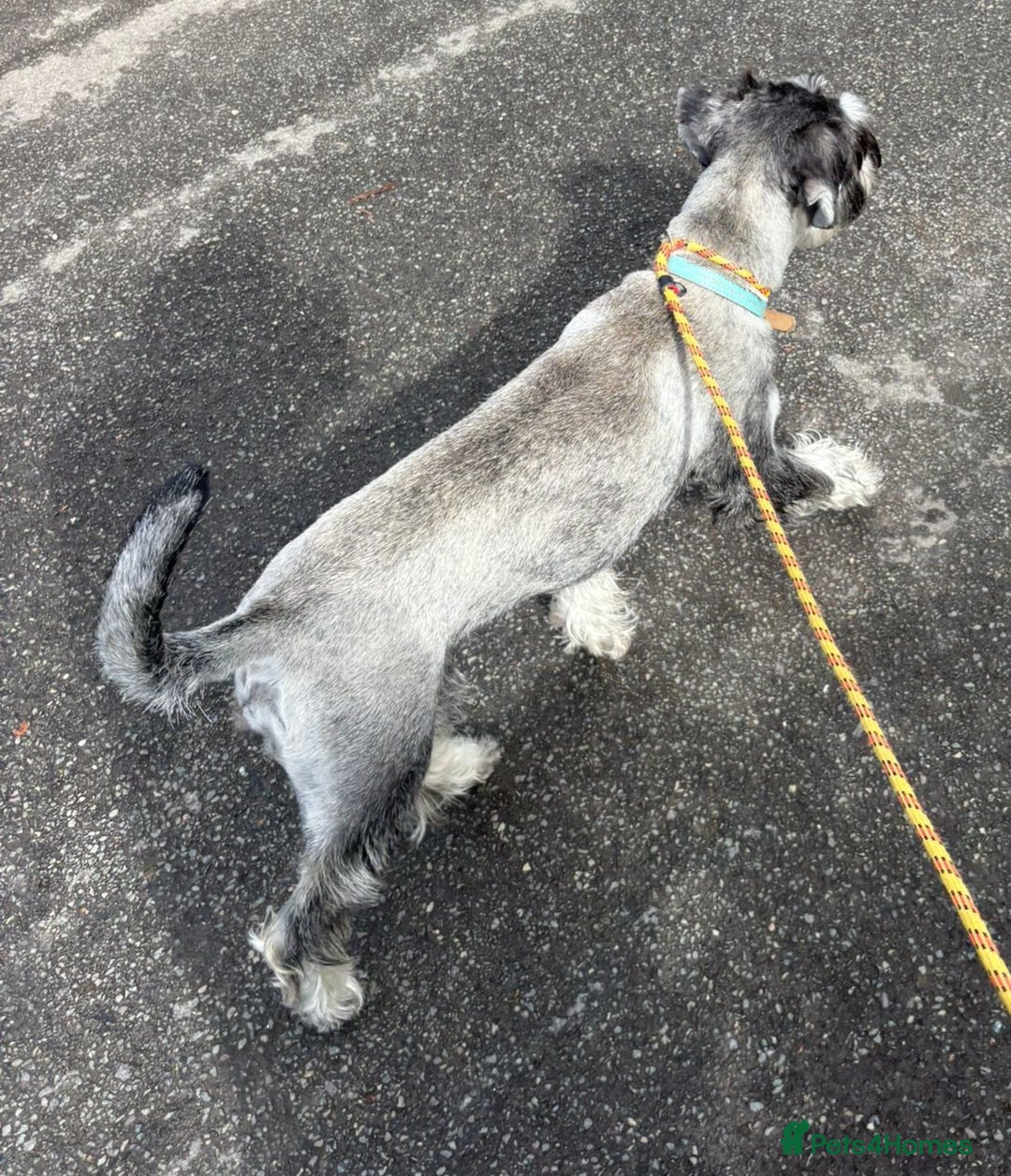 Schnauzer dogs for sale: SOLD - 14mo female P/S Standard Schnauzer - Advert 10