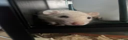 Rat rodents for sale: 2 female friendly rats  in Norwich - Advert 5