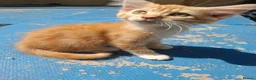 Mixed Breed cats for sale: 3 Ginger Kittens. 8 weeks old  - Advert 12