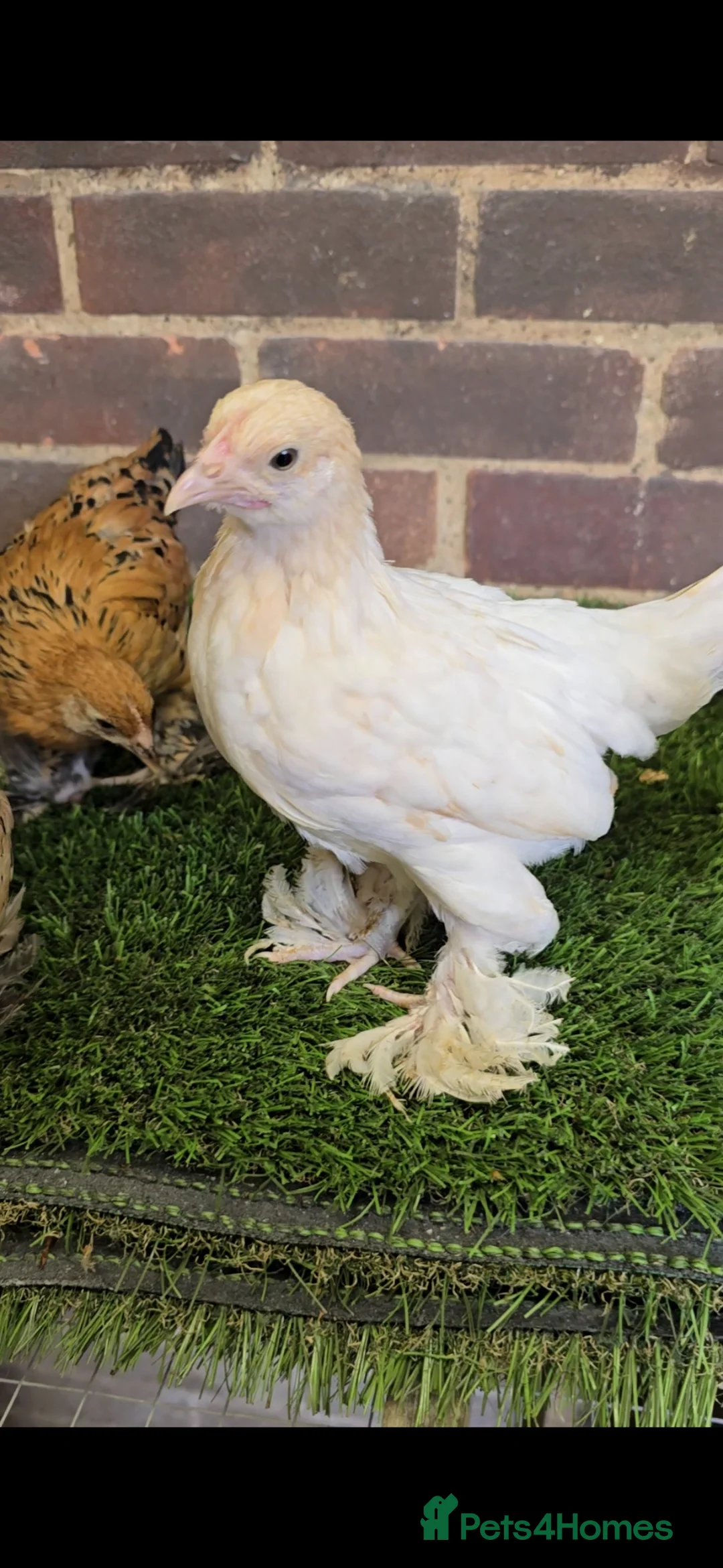 Chickens poultry for sale: Sablepoot Pullet Growers  - Advert 5