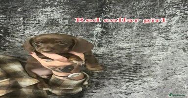 Dachshund dogs - Advert 10