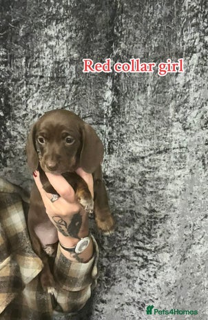 Dachshund dogs - Advert 4