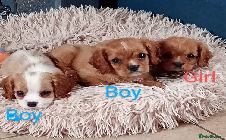 Cavalier King Charles Spaniel dogs - Advert 3