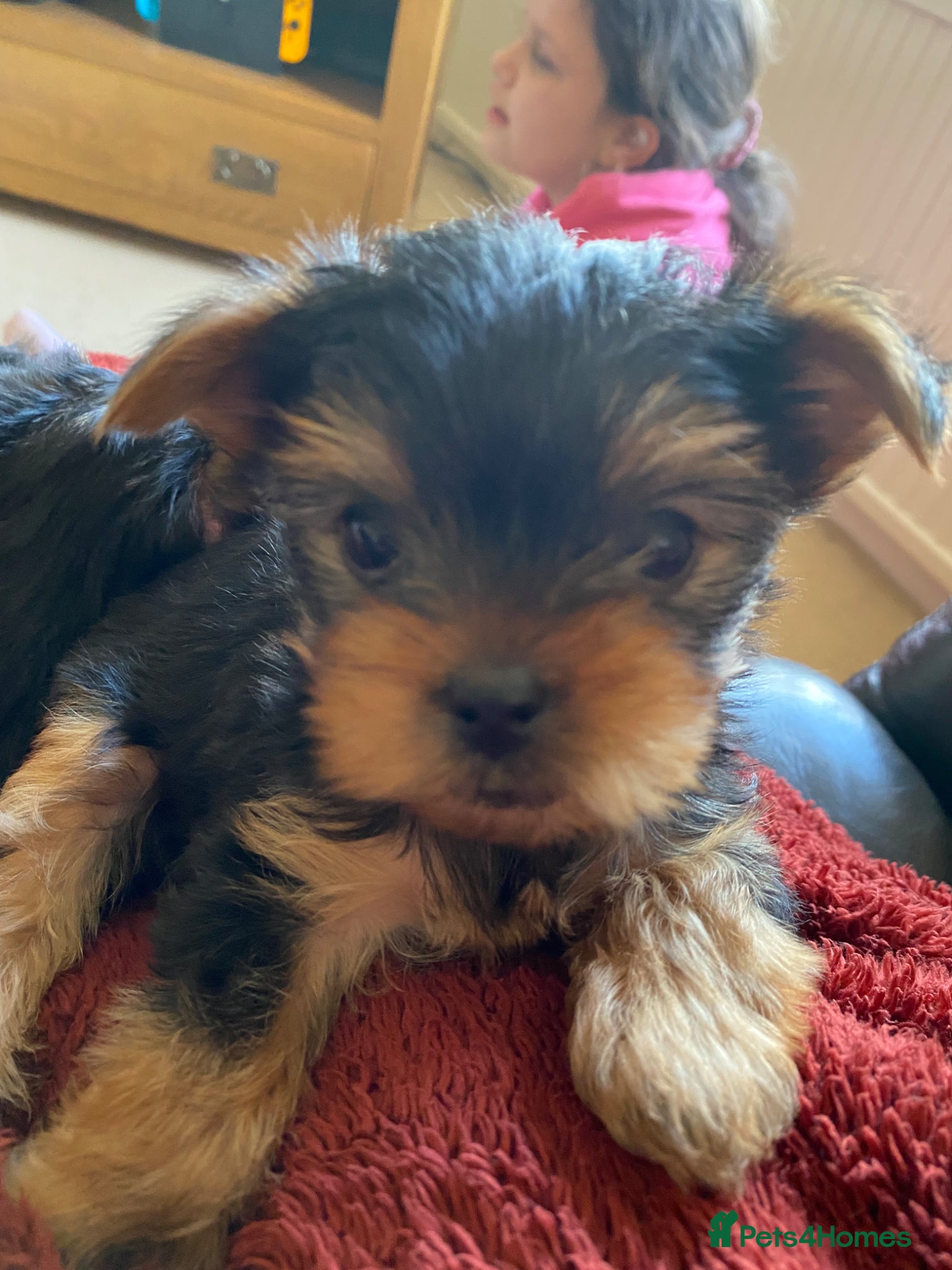 Yorkshire Terrier dogs Yorkshire Terrier Puppies  - Advert 2