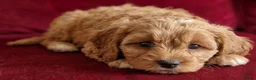 Cavapoo dogs for sale: Cavapoo Puppies looking for their forever homes - Advert 10