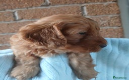 Cockapoo dogs for sale: READY NOW 5* F2B Apricot Merle Cockapoos - Image 17