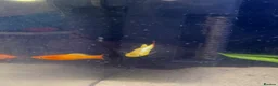 Platies fish for sale: Platy fish for sale in Middlesbrough - Advert 5