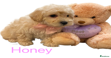 Maltipoo dogs - Advert 10
