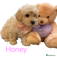 Maltipoo dogs - Advert 5