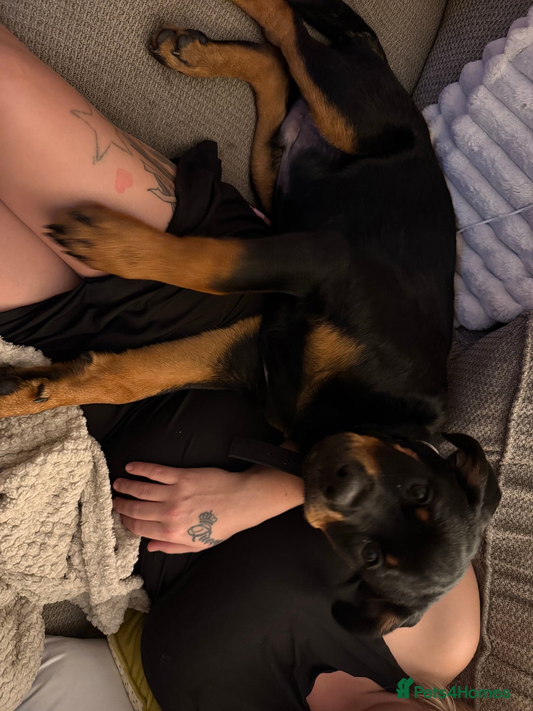 Rottweiler dogs for sale: Ace rottweiler - Advert 5