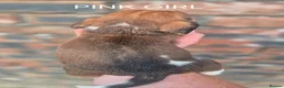Basset Hound dogs for sale: KC BASSET HOUND PUPPIES FROM HEALTH TESTED PARENTS - Advert 17