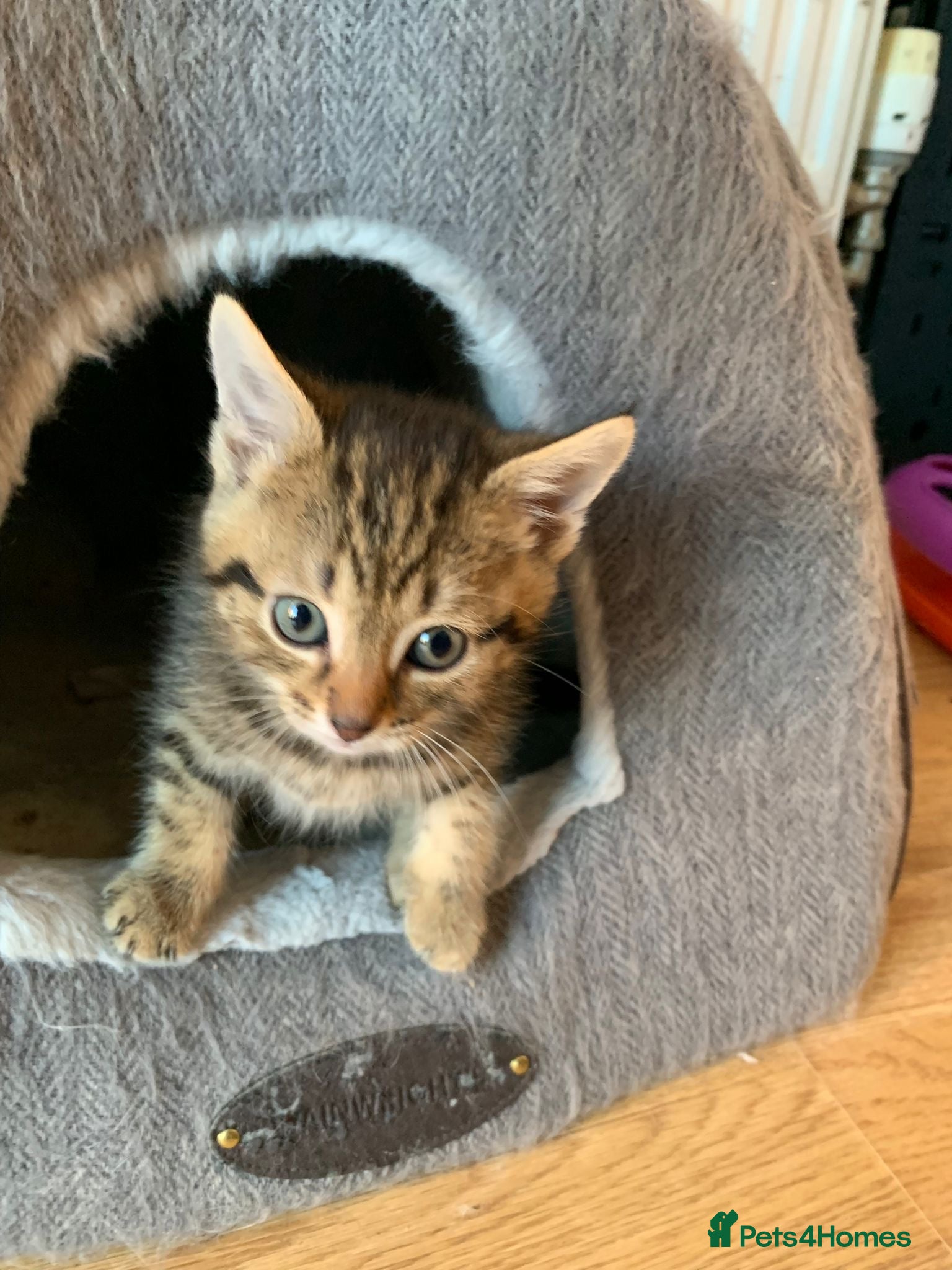 Mixed Breed cats 4 beautiful kittens  - Advert 1