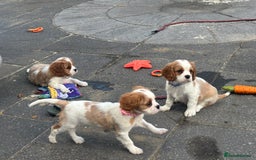 Cavalier King Charles Spaniel dogs for sale: Cavalier King Charles  - Image 11