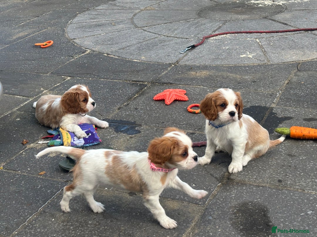 Cavalier King Charles Spaniel dogs for sale: Cavalier King Charles  - Image 11