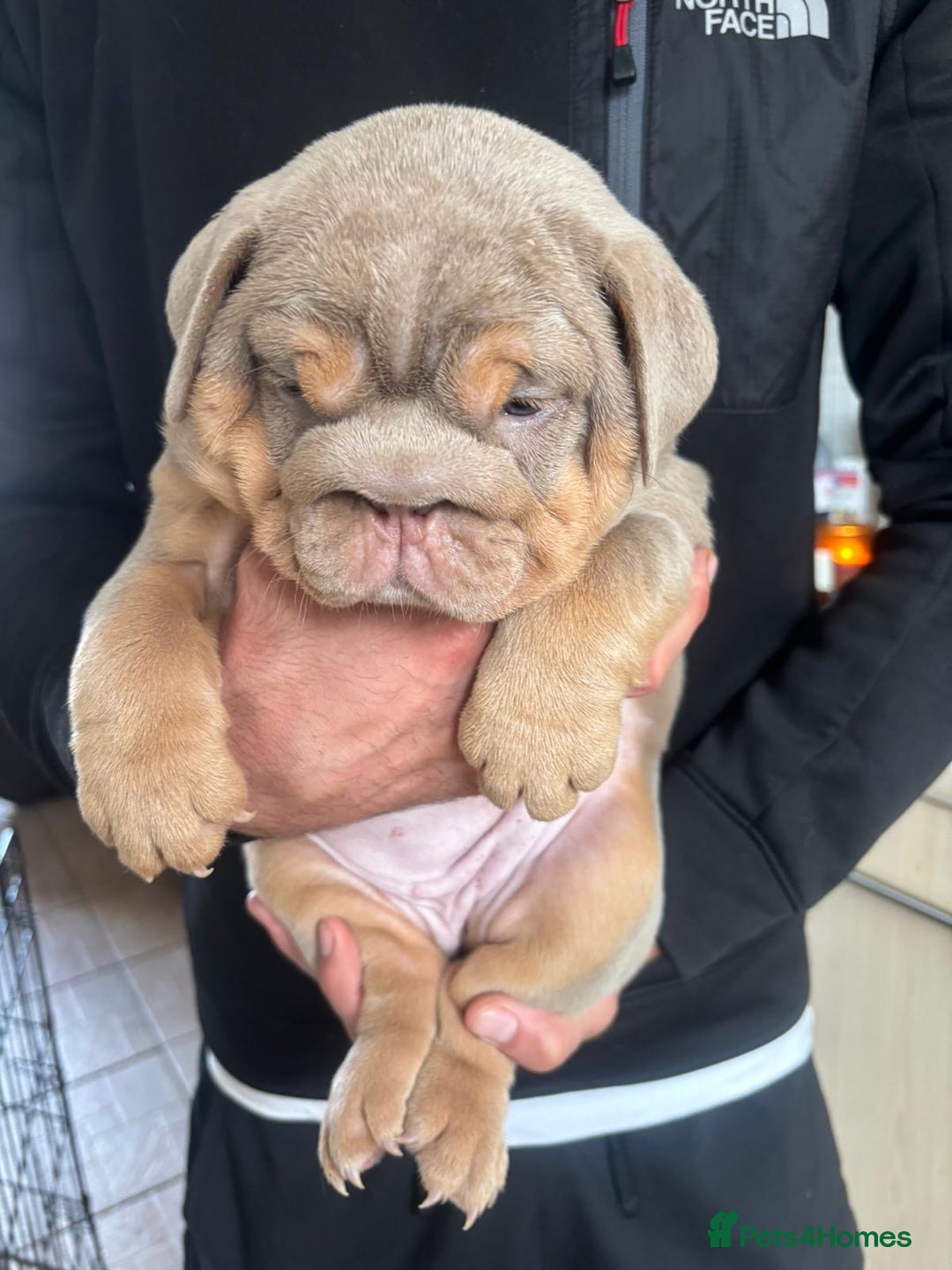 English Bulldog dogs for stud: full suited English bulldog stud well proven in Leicester - Advert 21