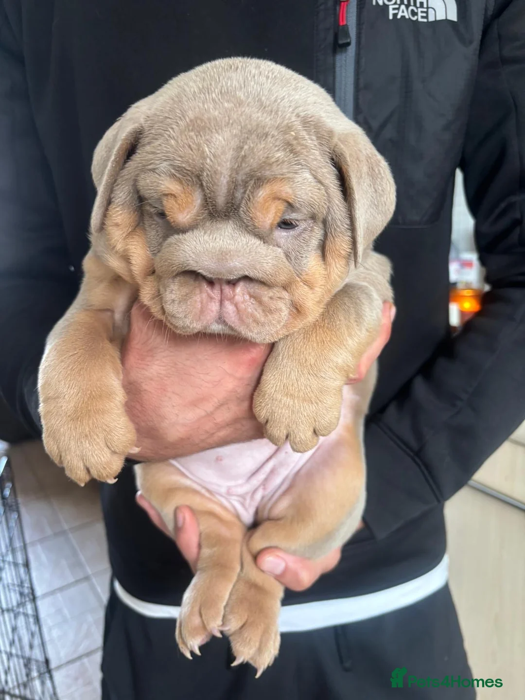 English Bulldog dogs for stud: full suited English bulldog stud well proven in Leicester - Advert 21