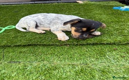 Jack Russell dogs for sale: 🐾Jack Russell Puppies🐾 - Image 38