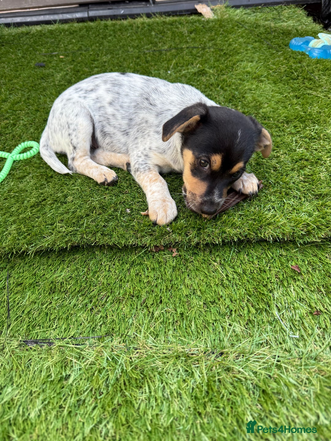 Jack Russell dogs for sale: 🐾Jack Russell Puppies🐾 - Image 38