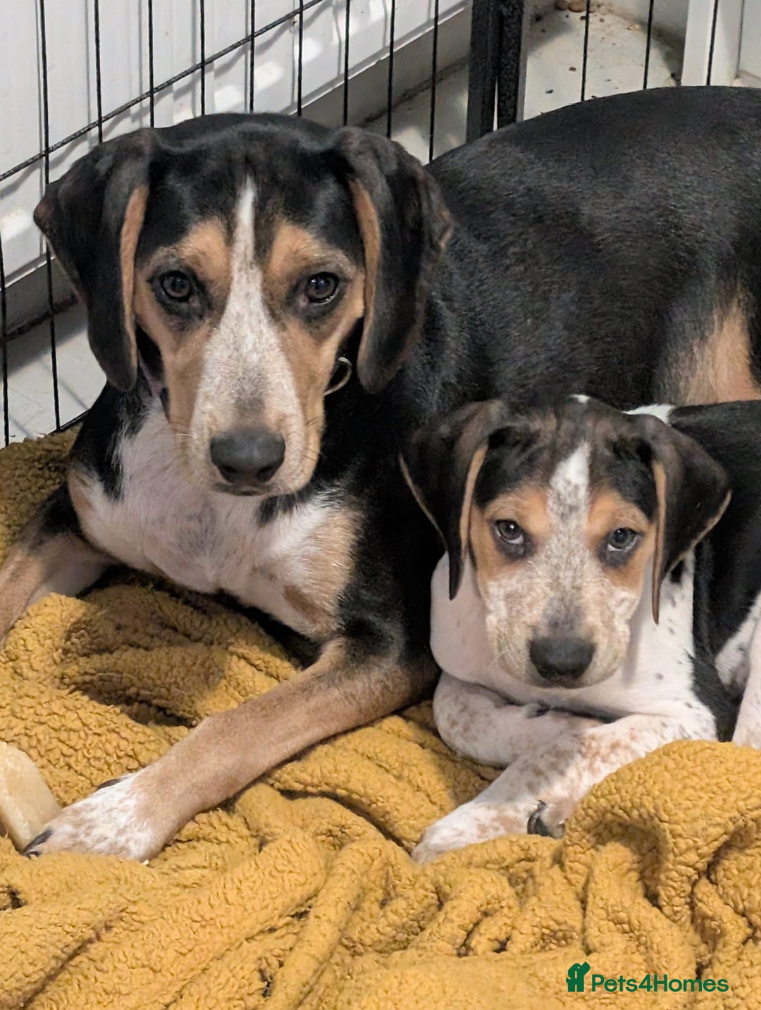 Mixed Breed dogs for sale: Beagle X Cocker Spaniel - Image 5