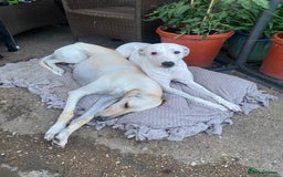 Mixed Breed dogs for sale: Lurcher  - Image 14