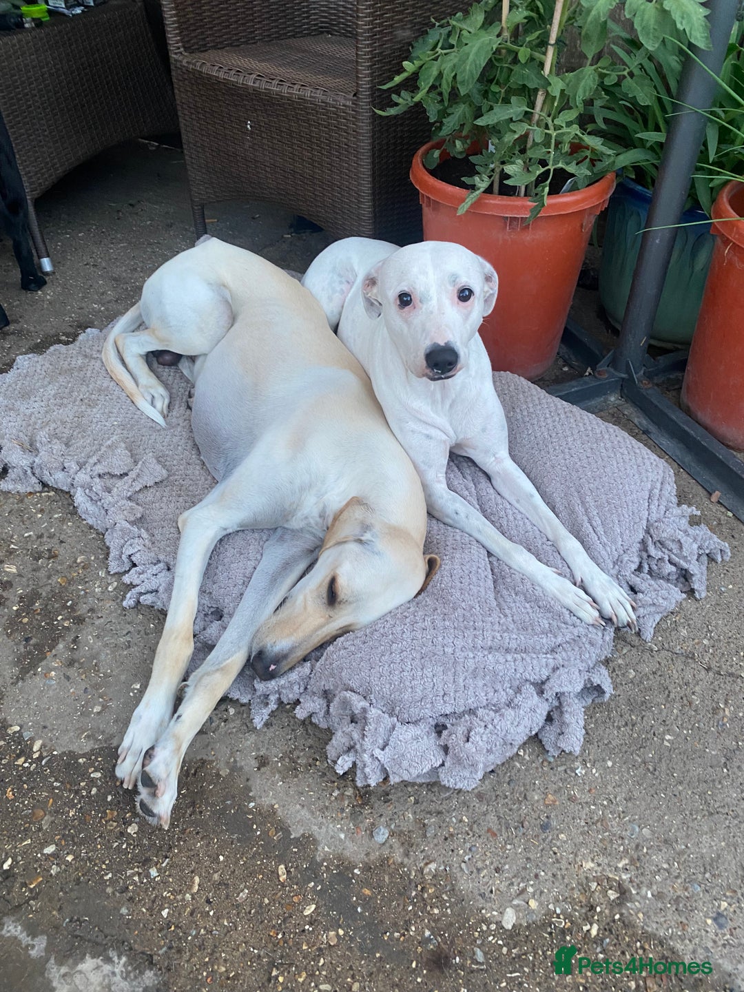 Mixed Breed dogs for sale: Lurcher  - Image 14