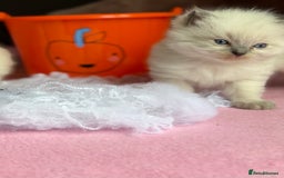Ragdoll cats for sale: 🐾 Pure Ragdoll Kittens Looking for Loving Homes  - Image 5