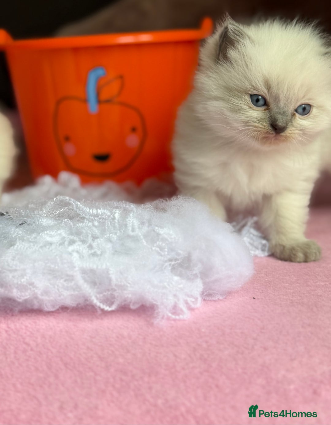 Ragdoll cats for sale: 🐾 Pure Ragdoll Kittens Looking for Loving Homes  - Image 5