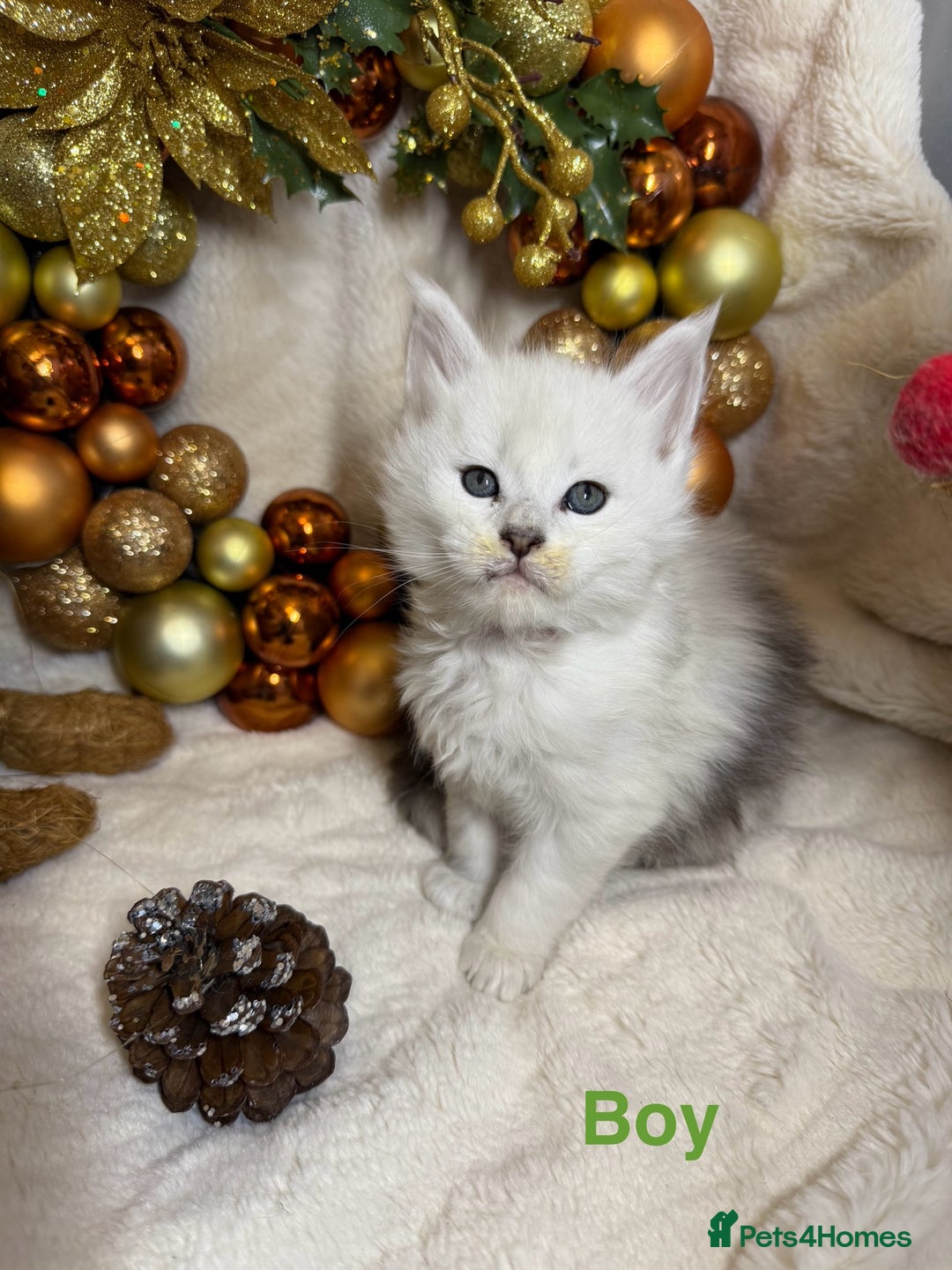 Maine Coon cats for sale: 🏅❤️Champ blood beautiful Mainecoone kittens 🏅 - Advert 10